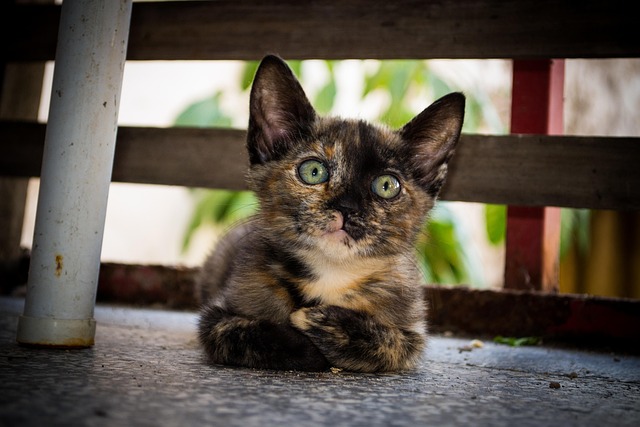 Sonhar com filhote de gato: o que esse símbolo revela sobre sua vida emocional e espiritual