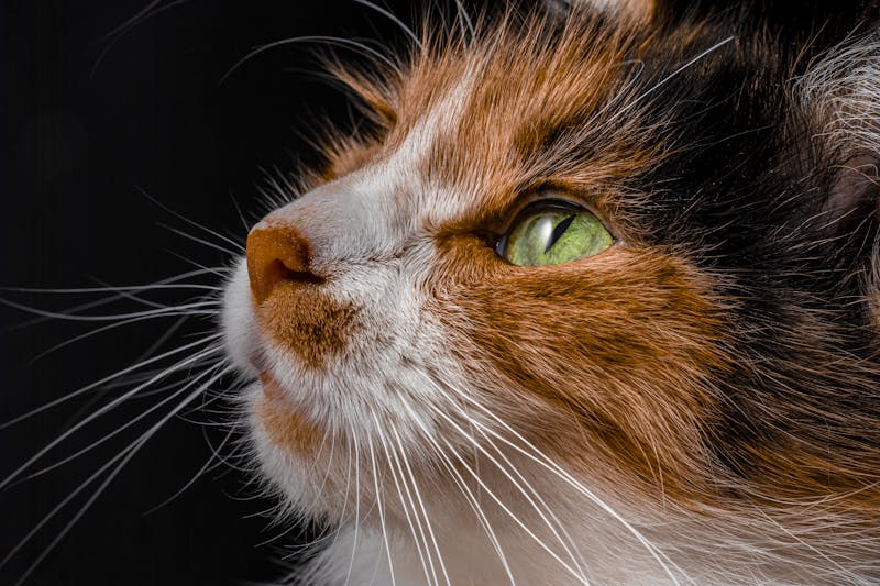 Dicas para economizar na hora de comprar a ração do seu Pet