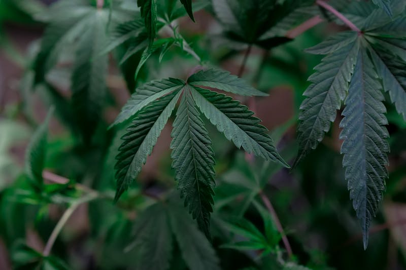 THC na Medicina: Como a Cannabis Está Transformando Tratamentos Modernos
